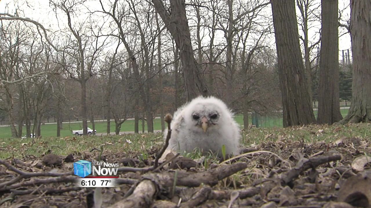 Lima Park Rangers rescue baby owl 1.jpg